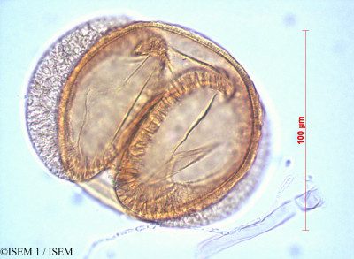 Abies cilicica - lame n° 60446